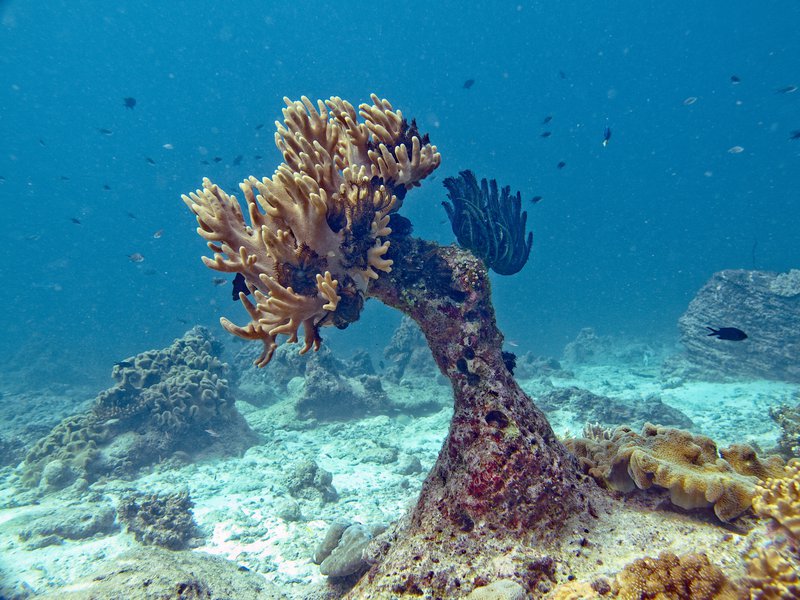 Hard Coral, Rubiah North